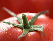 Régime alimentaire: régime tomate